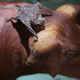 Un murciélago vampiro atacando a un cerdo. Wikimedia Commons